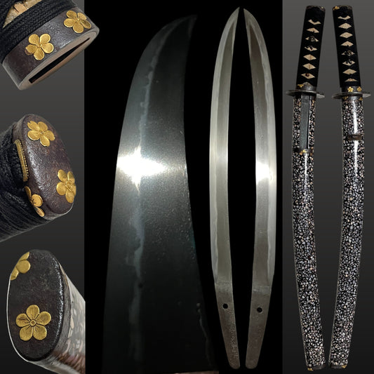 Radensaya 螺鈿鞘 Wide Hirazukuri Wakizashi, Izuminokami Kanesada signed, Plum Fittings