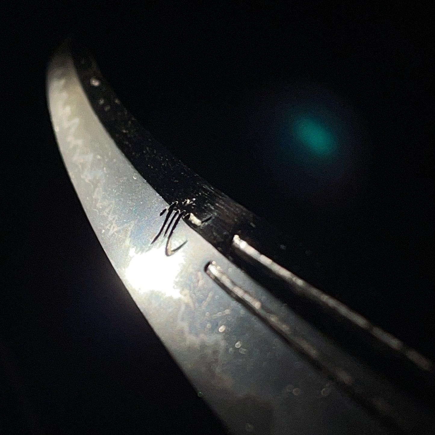 Tanbanokami Terukado 丹波守照門 signed Long Wakizashi, HORIMONO 彫物, Edo period