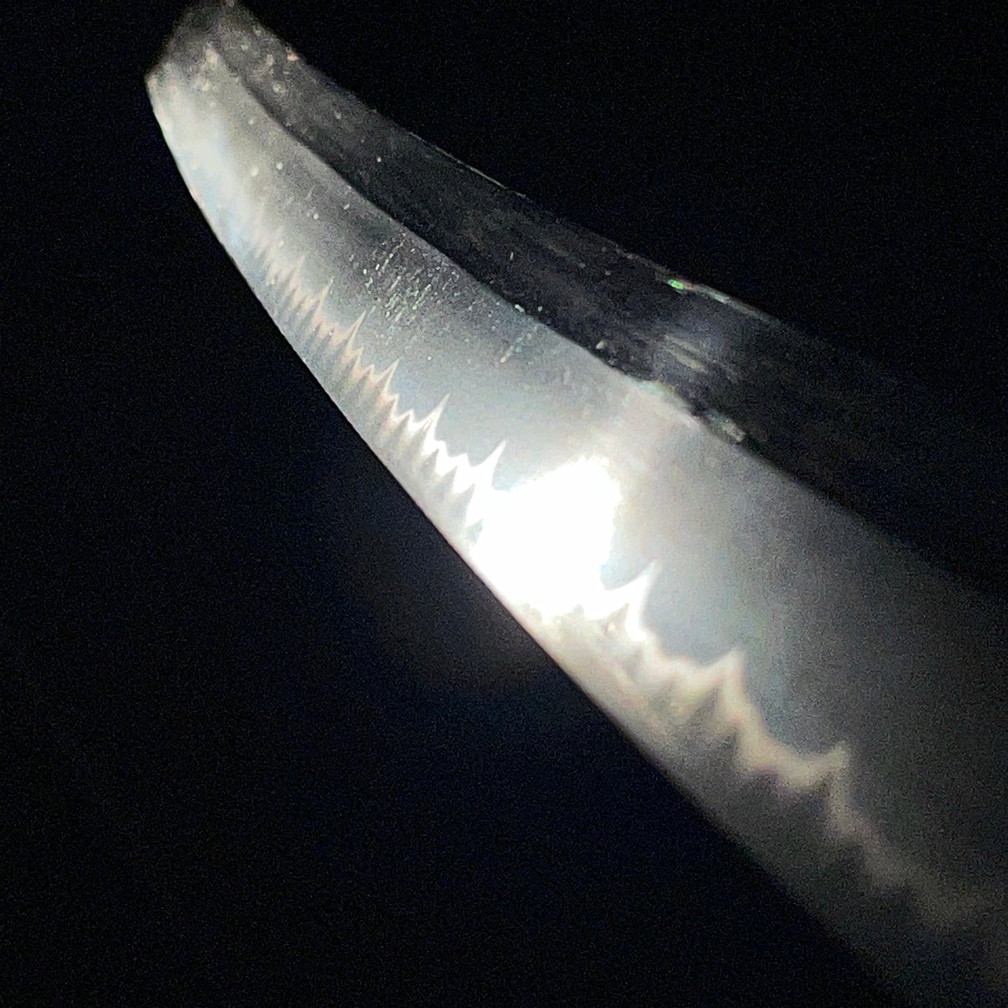 Red Handachi-Koshirae Wakizashi, Noshusekiju Kaneyoshi 濃州関住兼義 signed, Showa period