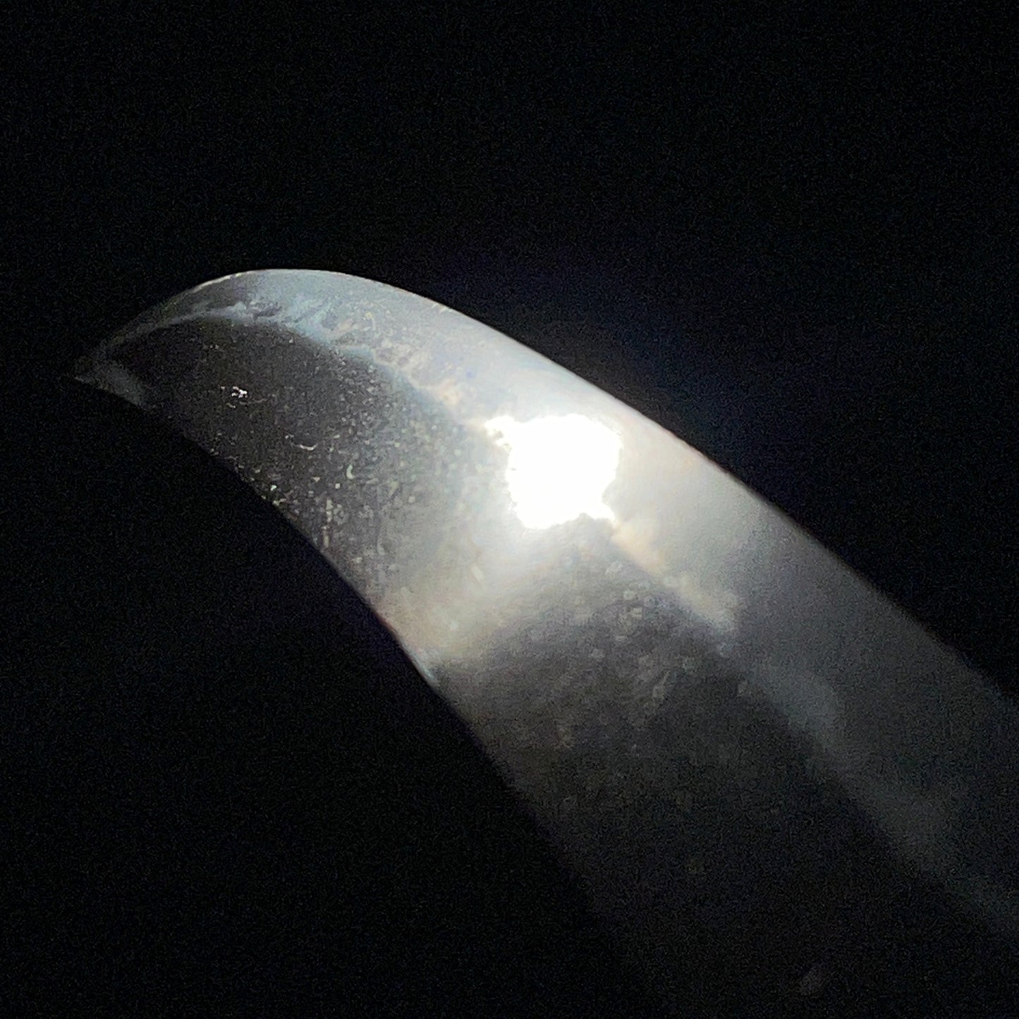 Radensaya 螺鈿鞘 Wide Hirazukuri Wakizashi, Izuminokami Kanesada signed, Plum Fittings